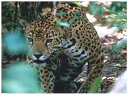 Click here for more details on the Jaguar - Picture: USFWS / Gary Stolz