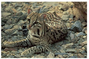 Click here for more details on the Ocelot